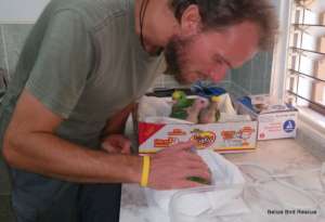 Michal checking the yellowhead babies