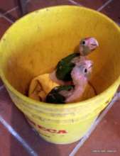 Confiscated from poachers - baby red loreds