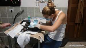 Dr Sophie performing surgery