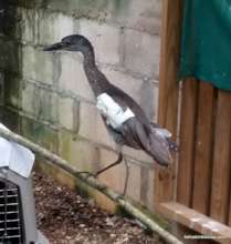 Juvenile yellow crowned night heron (wing injury)