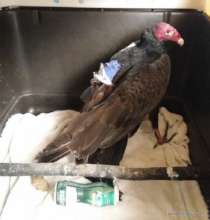 Vulture after wing pin