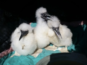 Nestling red-footed booby chicks