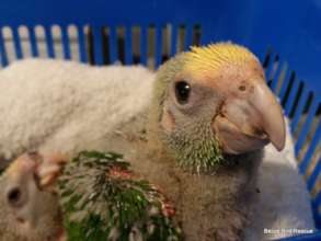 Yellow-headed chick