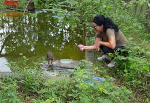 Pre-release farewell to whistling duck baby