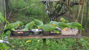 Released red loreds at BBR