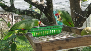Released red loreds