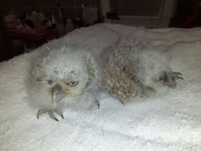 Pygmy owl chicks