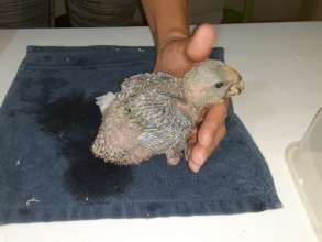 Young yellow-head chick