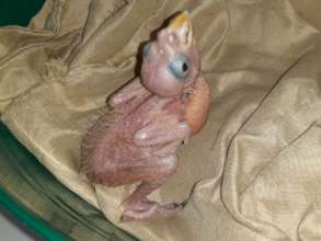 Tiny white-front chick