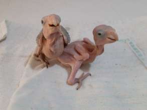 Red lored parrot chicks