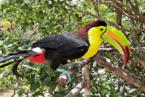 Touca with that funky beak!