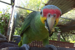 Baby red lored parrot