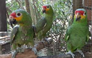 Three more 'lost pets'