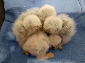 Pygmy owl babies