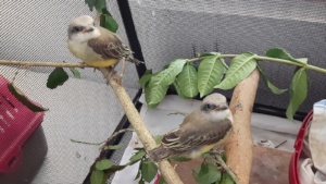 young tropical kingbirds