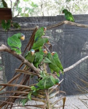 white-fronted Amazons enjoying the new enclosure