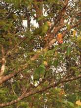 Released yellow-heads in trees (credit Dr Sophie)