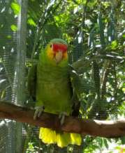 One of the permanent resident red loreds