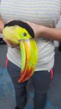 Touca - our wonky keel-billed toucan