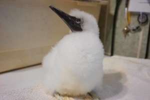 Red-footed booby chick!