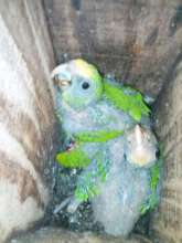 Chicks in natural nest (Photo TIDE)