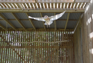Barn owl about to be released