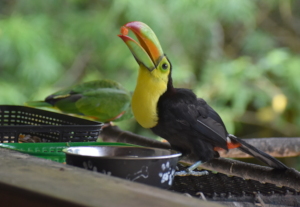 Released baby toucan dropping in for a feed