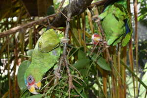 White-fronted baby parrots