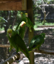 Yellow-headed Amazon babies