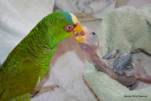 Sancho feeding one of our babies