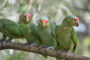 Red-lored Amazon babies