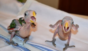 hatchling white-fronted parrots