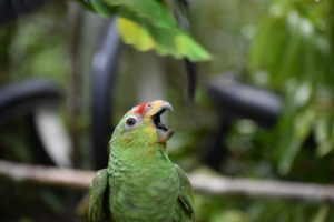 "Sunshine" one of the red lored babies
