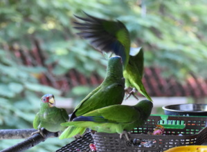 A little conflict!