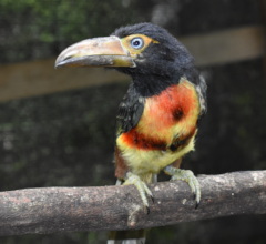 collared aracari fledgling
