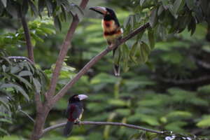 Released collared aracaris