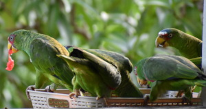 Released white fronted parrots at the BBR feeders