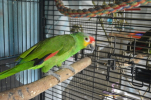 Toto the red lored