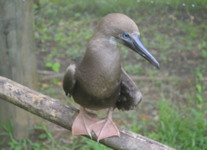 Red Foot Booby juvenile