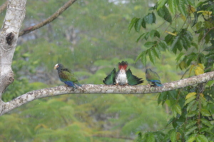 Three pionus taking a rain bath