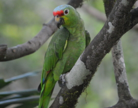 Gorgeous red lored