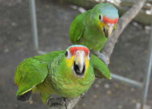 Red lored babies