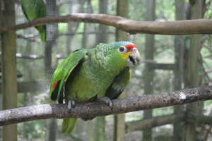 Begging baby red lored