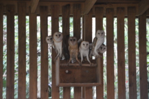 Some of the young Barn owls releases at BBR