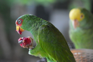 Released white-fronted Amazon at BBR