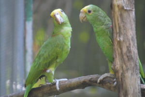 Hand-reared baby yellow-headed Amazons