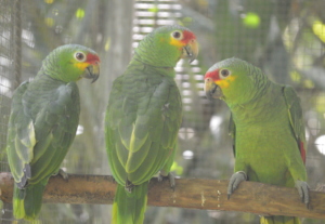 Three new red-lored parrot intakes