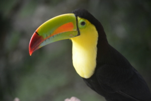Released keel-billed toucan