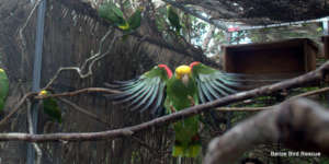 Yellow heads in the pre-release enclosure