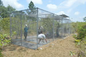 Enclosure refurbish in Payne's Creek